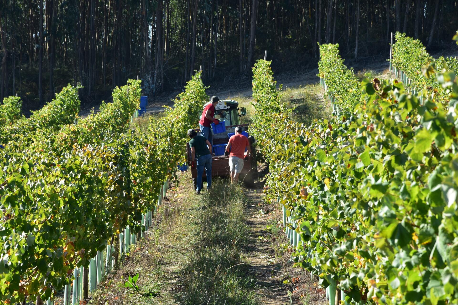 Vindimas Sezim _ C 10-09-2020 (8)