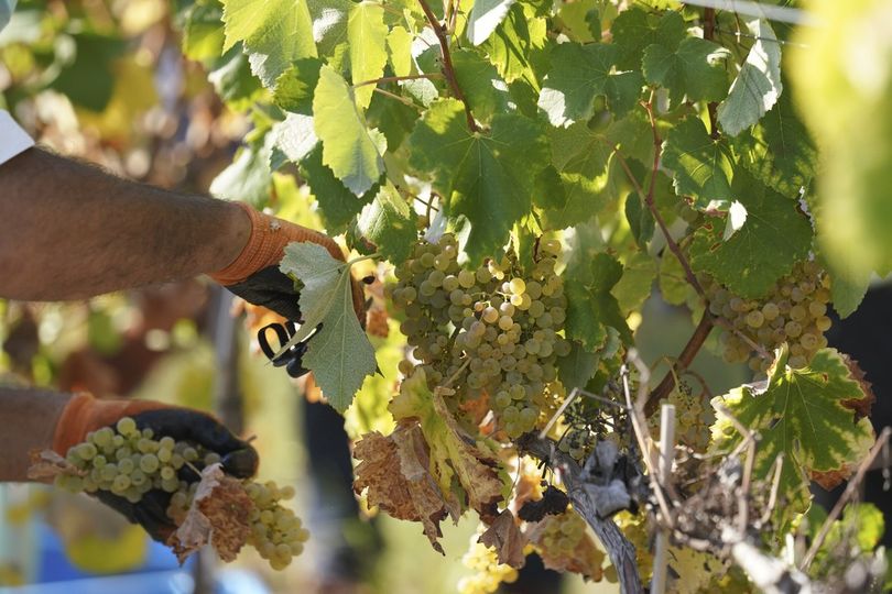 FEIRA NACIONAL DA AGRICULTURA - CASA DOS TERRITÓRIOS VINHATEIROS