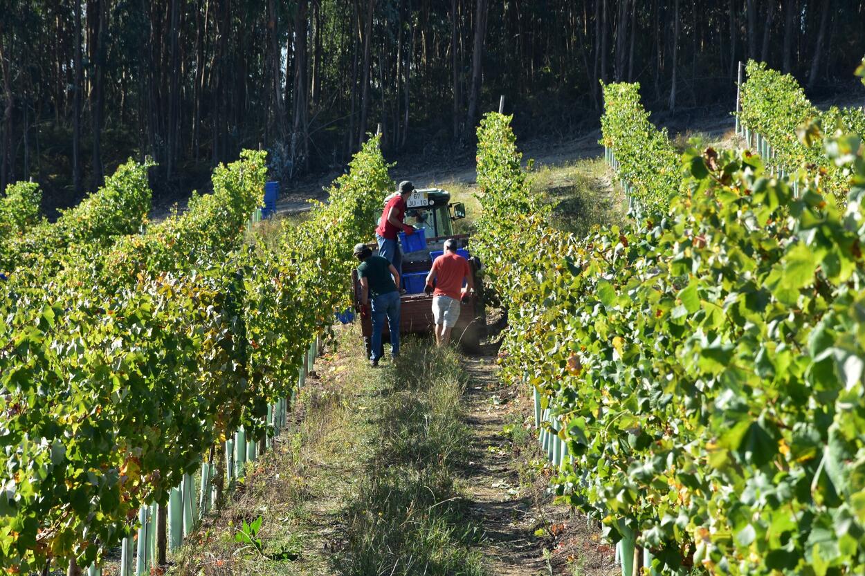 Vindimas Sezim _ C 10-09-2020 (8)